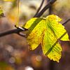 Herfstbladeren in het zonlicht sur Nel Diepstraten