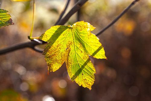 Herfstbladeren in het zonlicht