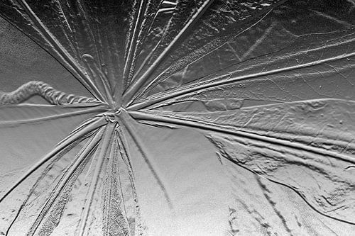 Scaevola Taccada Argentu von GeeeDeeeBeee