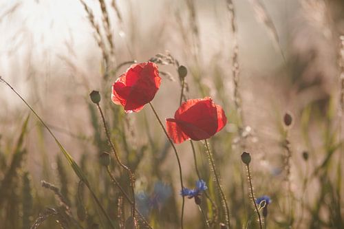 Fleurs de pavot au crépuscule sur Tanja Riedel