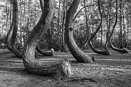 Krzywy Las (Crooked Forest) - Poland by Frank Herrmann
