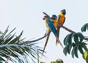 Three young Blue-throated Macaws together by Lennart Verheuvel thumbnail