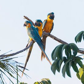 Three young Blue-throated Macaws together by Lennart Verheuvel
