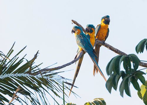 Drie jonge Blauwkeelara's op een stokje