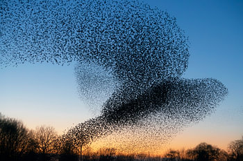 Zwerm spreeuwen (Sturnus vulgaris)