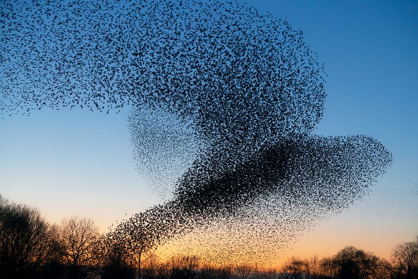 Zwerm spreeuwen (Sturnus vulgaris) van Albert Beukhof