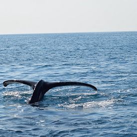 De staart van een walvis op open zee van Bianca Bianca