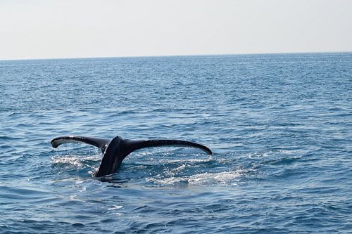 De staart van een walvis op open zee