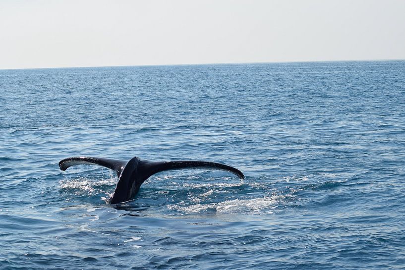 De staart van een walvis op open zee von Bianca Bianca