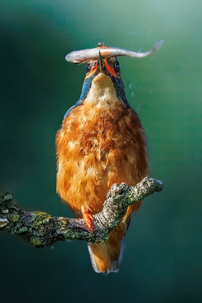 IJsvogel vangt vis op een tak van Joy van der Beek