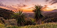 Two palm trees during sunset in the Spanish mountains