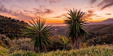 Two palm trees during sunset in the Spanish mountains by Dafne Vos