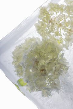 Viburnum in kristalhelder ijs 3 van Marc Heiligenstein