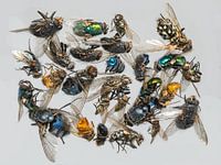 De nombreux insectes morts différents gisent dans un tas