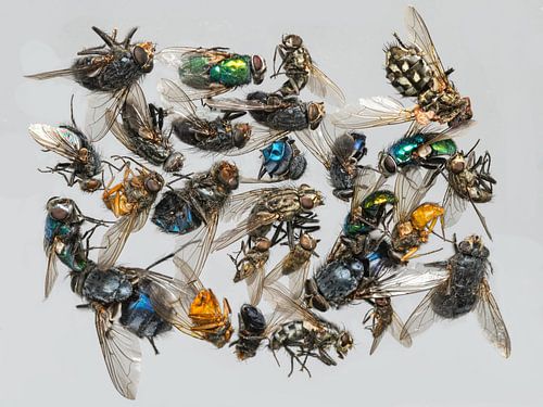 Veel verschillende dode insecten liggen op een hoop...