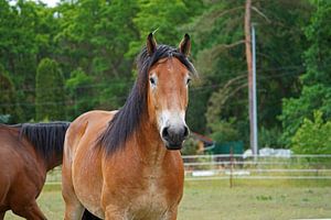 Trakehner Feldmeyer und Rheinisch Deutsches Kaltblut Enzo
