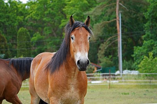 Trakehner Feldmeyer en Rijnlands Duitse Koudbloed Enzo