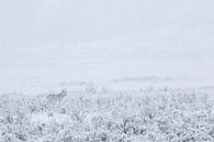 Wolf in Yellowstone National Park by Dennis en Mariska thumbnail