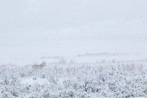 Wolf in Yellowstone National Park