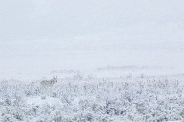 Wolf fotografie | Wolf in vallende sneeuw van Dennis en Mariska