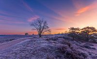 Winter morning sun on the Veluwe