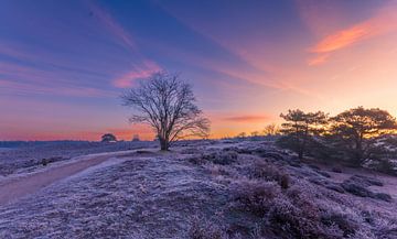 Winterliche Morgensonne auf der Veluwe von Dennie Jolink