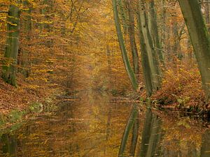 Herfst langs de Twickelervaart op Landgoed Twickel. van Ron Poot