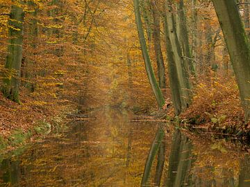 Herfst langs de Twickelervaart op Landgoed Twickel. van Ron Poot