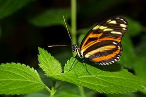 Passiebloem vlinder (Heliconius Hecale) van Antwan Janssen