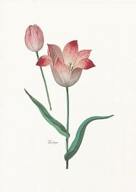 Tulipa II by Walljar