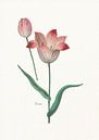 Tulipa II von Walljar Miniaturansicht