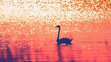Swan by Bo Valentino
