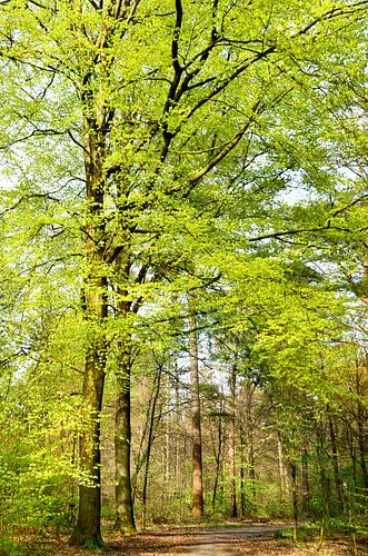 Beukenbomen in de lentezon