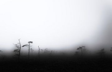 Nebel im Moor