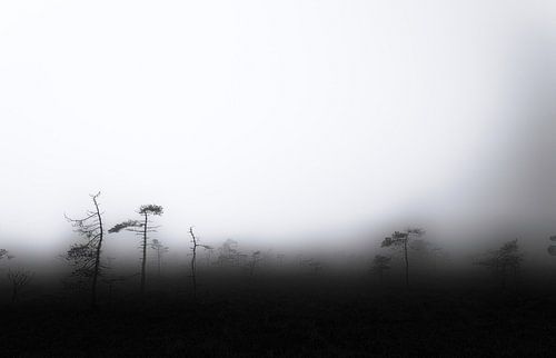Mist in de hei