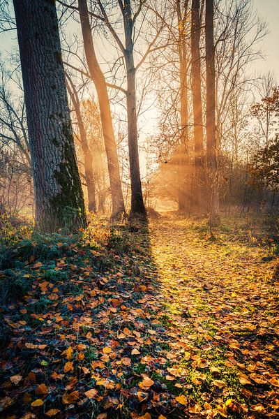 Morning walk van Wim van D