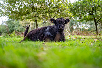 Galloway 2