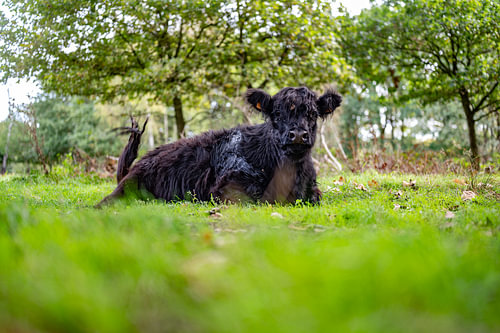 Galloway 2