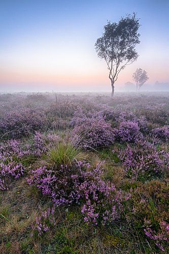 Birches on the Strabrecht heathland by Joep de Groot