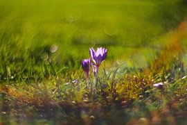 Crocus flowers by Marianna Pobedimova