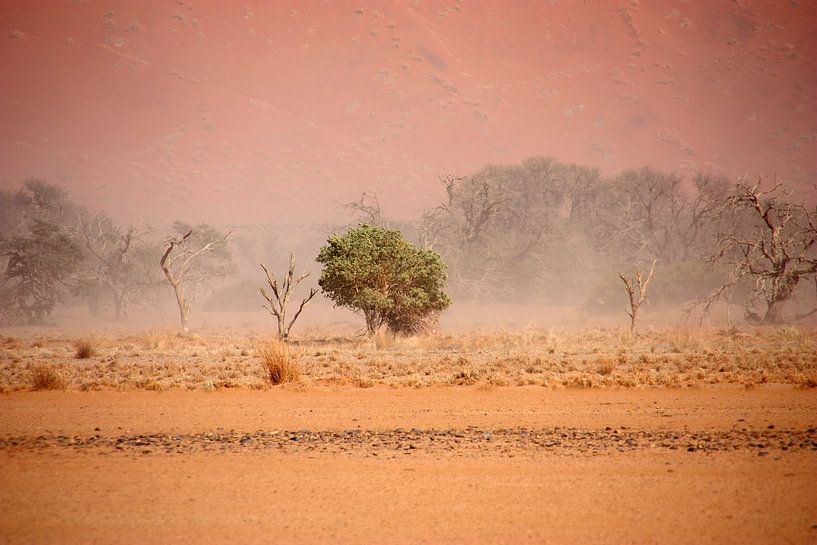 NAMIBIA ... through the storm III par Meleah Fotografie