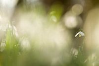 Perce-neige