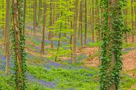 Hyacintenbos met bloeiende bloemen op de bosgrond van Sjoerd van der Wal Fotografie thumbnail