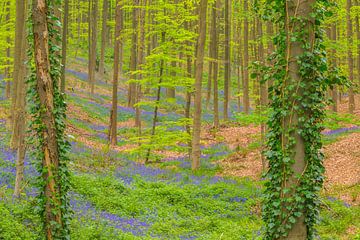 Hyacintenbos met bloeiende bloemen op de bosgrond