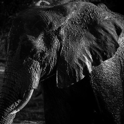 Éléphant en noir et blanc