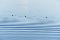 Entenruhen auf dem Wasser von Gevk - izuriphoto Miniaturansicht