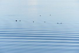 Le canard se repose sur l'eau sur Gevk - izuriphoto