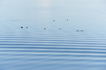 Entenruhen auf dem Wasser von Gevk - izuriphoto