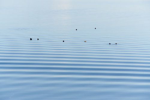 Eendenrust op het water