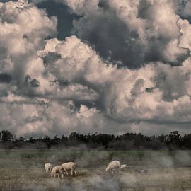 Sheep in morning mist by Peter Jongeling